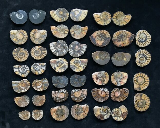 Clearance Lot: Cretaceous Iron Replaced Ammonite Fossils - Pairs #215247